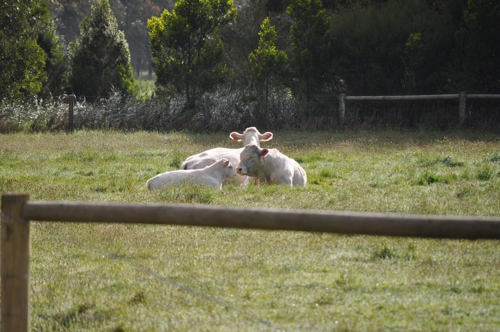 ทัลลาวอร์ร่า บี&บี Bed & Breakfast Tonimbuc ภายนอก รูปภาพ